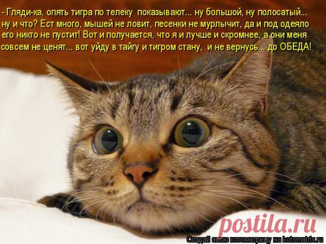 Котоматрица: Лучшие за прошлую неделю