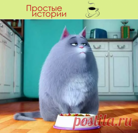 «Между нами кошка пробежала»… Или как кот стал причиной моего развода

Кот Сеня невзлюбил моего мужа, тогда еще будущего, с первого дня
Сеня – это член семьи. Он со мной уже 5 лет. С ним мы повстречались, так, как часто показывают в фильмах – была мерзкая погода, на душе тоскливо. На работе я получила нагоняй от начальства. С парнем расстались. С мамой поссорилась. Подруга уехала в отпуск. Поплакаться было некому.