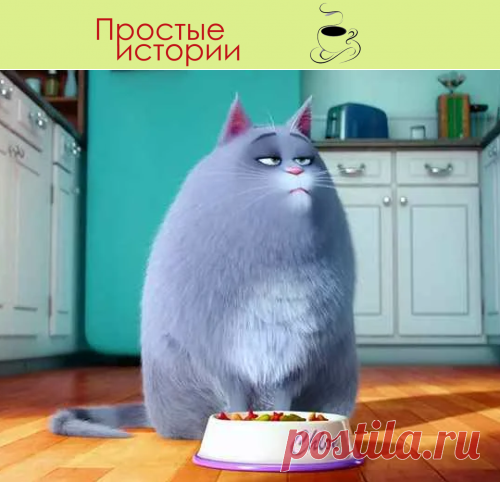 «Между нами кошка пробежала»… Или как кот стал причиной моего развода

Кот Сеня невзлюбил моего мужа, тогда еще будущего, с первого дня
Сеня – это член семьи. Он со мной уже 5 лет. С ним мы повстречались, так, как часто показывают в фильмах – была мерзкая погода, на душе тоскливо. На работе я получила нагоняй от начальства. С парнем расстались. С мамой поссорилась. Подруга уехала в отпуск. Поплакаться было некому.
