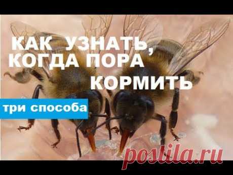 Признаки того, что пора кормить пчёл зимой. Спасайте пчёл!!!