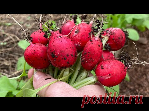 Редис за две недели! Способ который должен знать каждый!