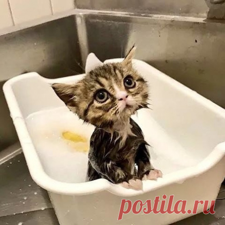 «Хозяйка, а вкусняшку точно-точно потом дашь?»