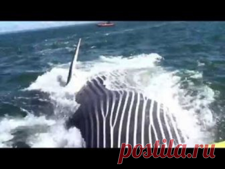 У Канадському Квебеку кит ледь не з’їв човен (відео)