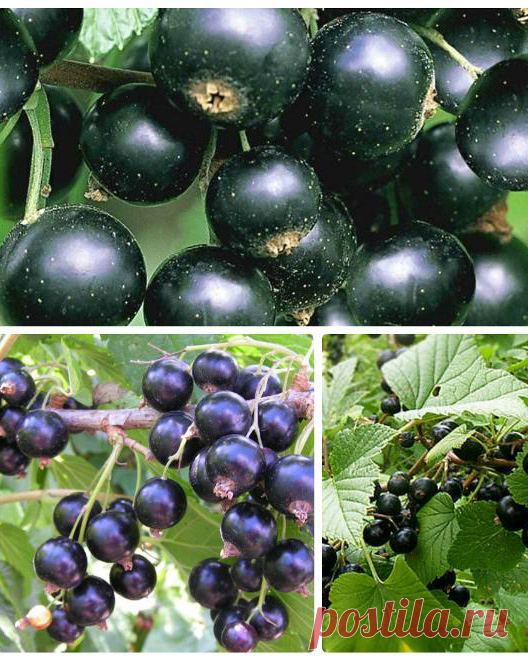 Смородина, которая не болеет мучнистой росой – 9 лучших сортов