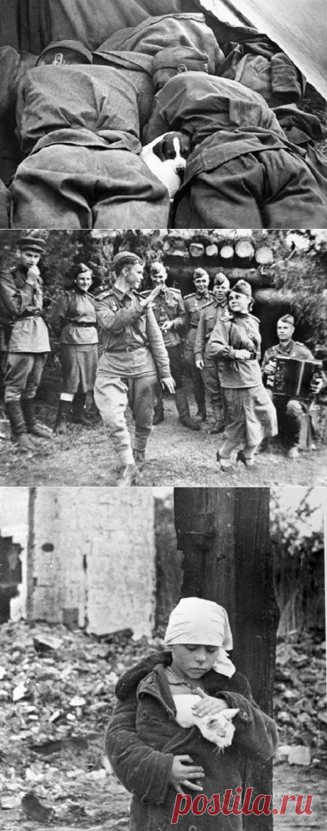 11 военных фотографий, которые берут за душу