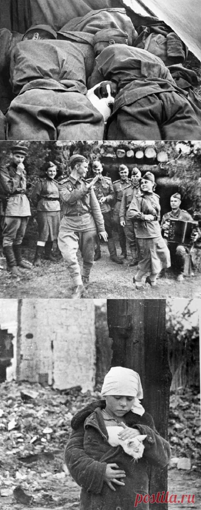 11 военных фотографий, которые берут за душу