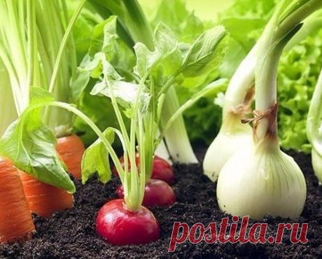 Гениальные хитрости огородников