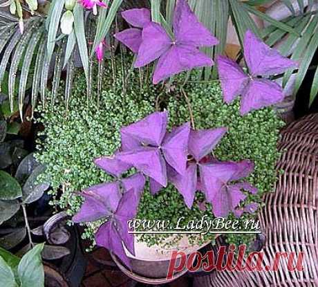 Кислица или Оксалис (Oxalis)