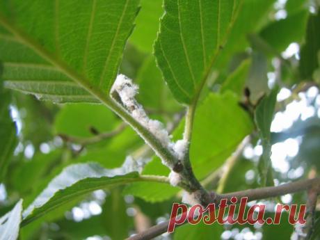 оранжерея моей души