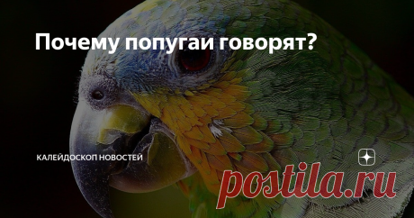 Почему попугаи говорят? Никто не знает точно, почему именно эти птицы.
Теории:
1) их птичий язык похож на человеческий, по наличию в нём гласных и согласных звуков; 2) их биологический язык (орган) большой и толстый как у человека.
Факт: Попугаи не говорят осознанно! У них нет самоосознания и абстрактного мышления. Они повторяют услышанное чисто механически. Иначе бы, человечество было уже обречено.