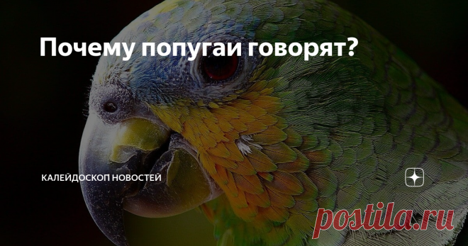 Почему попугаи говорят? Никто не знает точно, почему именно эти птицы.
Теории:
1) их птичий язык похож на человеческий, по наличию в нём гласных и согласных звуков; 2) их биологический язык (орган) большой и толстый как у человека.
Факт: Попугаи не говорят осознанно! У них нет самоосознания и абстрактного мышления. Они повторяют услышанное чисто механически. Иначе бы, человечество было уже обречено.