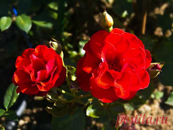 РОЗАРИЙ ботанического сада.Питер - 60 фото. Фотографии Ирина *************.