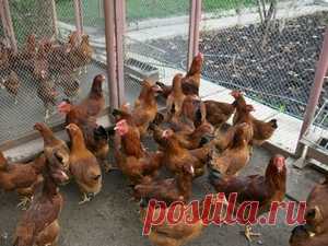 Как содержать кур-несушек: требование к курятнику, совместное содержание кур и уток в домашних условиях