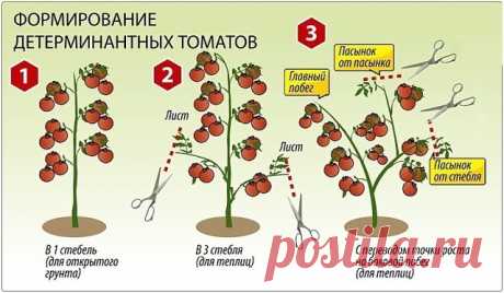 ФОРМИРОВАНИЕ КУСТОВ ТОМАТОВ