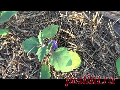 ОБЗОР СТАРЕНЬКОЙ ТЕПЛИЦЫ