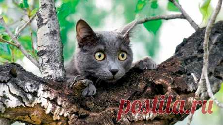 Поживу еще | Animals | Дзен