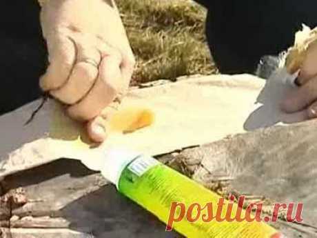 ЛОВЧИЕ ПОЯСА НА ФРУКТОВЫХ ДЕРЕВЬЯХ | Самоцветик