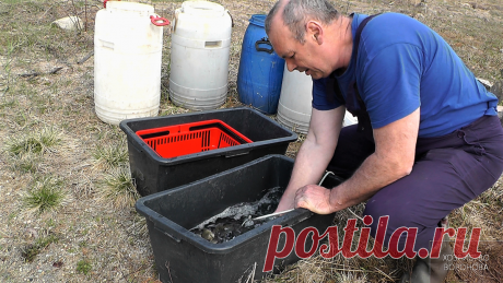 Зарыбляй карася правильно и рыба будет здорова