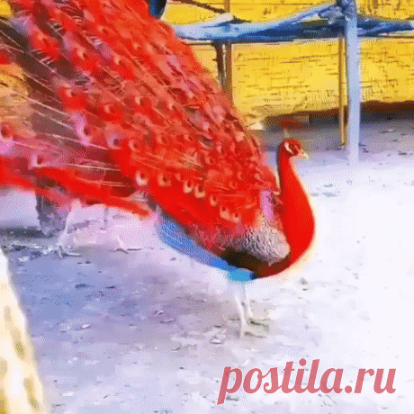 КАКАЯ  КРАСОТА !