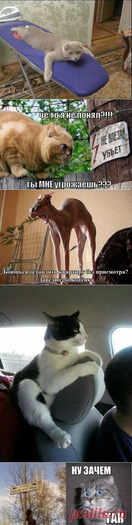 котики Поиск