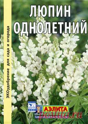 Люпин на грядке - земля в порядке