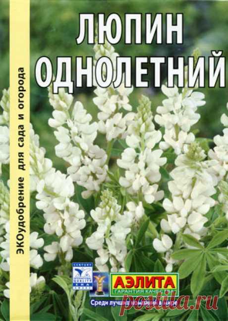Люпин на грядке - земля в порядке