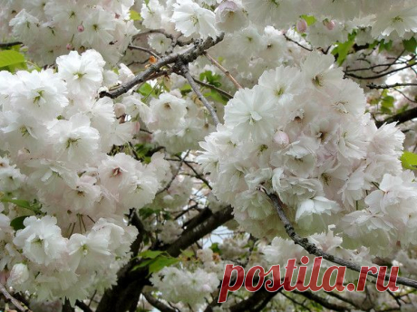 Цветы | Фотографии сергей ефременко | 9668 фото