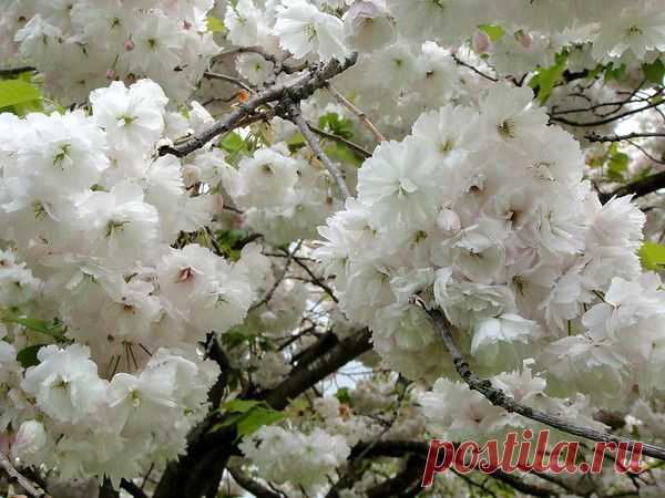 Цветы | Фотографии сергей ефременко | 9668 фото