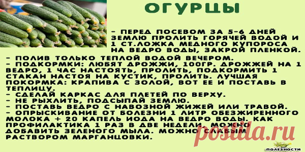 Сажаю огурцы по методу своей тётушки Прошлой весной мы ездили к родственникам в Белоруссию и привезли оттуда способ посадки огурцов в грунт, которым пользуется моя тетя, Надежда Ивановна, уже не один десяток лет. Для посадки она готовит следующие компоненты: перегной, древесную