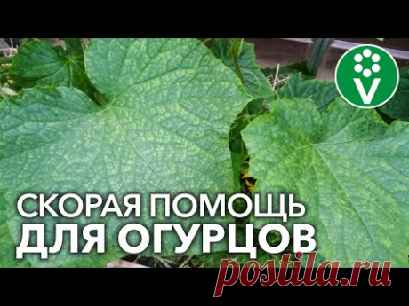 СПАСАЕМ ОГУРЦЫ ОТ ВСЕХ БОЛЕЗНЕЙ! Диагностика болезней огурцов по фотографиям