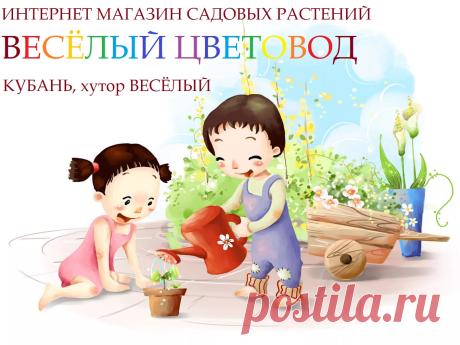 бугенвиллея, бумажный цветок, черенки,  доставка