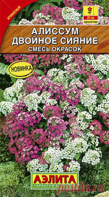 Алиссум "Двойное сияние", смесь окрасок, однолетний