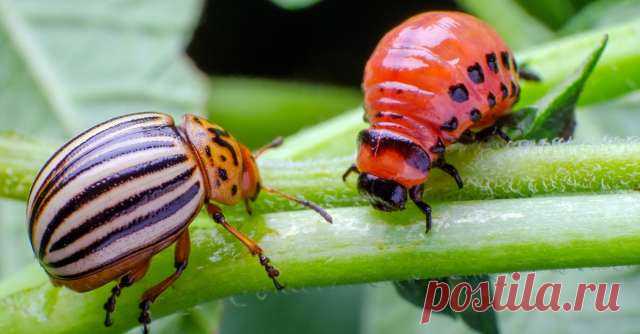 Народные методы помогут избавиться от саранчи и колорадского жука на даче и огороде — Дачный участок