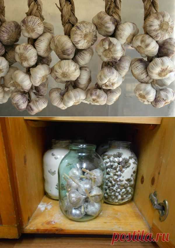 Пять лучших способов хранения свежего чеснока | Дачный участок