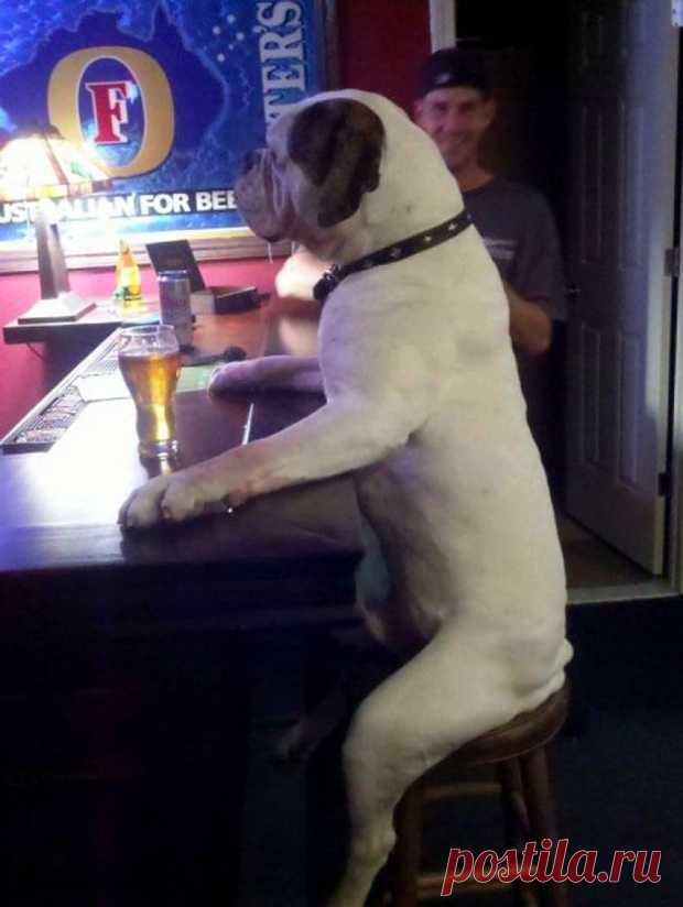 As 100 fotos de cachorros mais adoráveis de todos os tempos