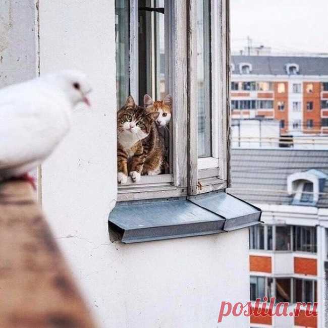 20 потрясающих котов, которые сломали систему