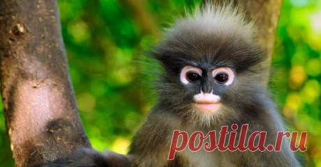 Пуси-пуси юмор для девушек и женщин. Картинки с юмором прикольные. Подборка  №ofigennaja-pusi-45020722052020 | Офигенная