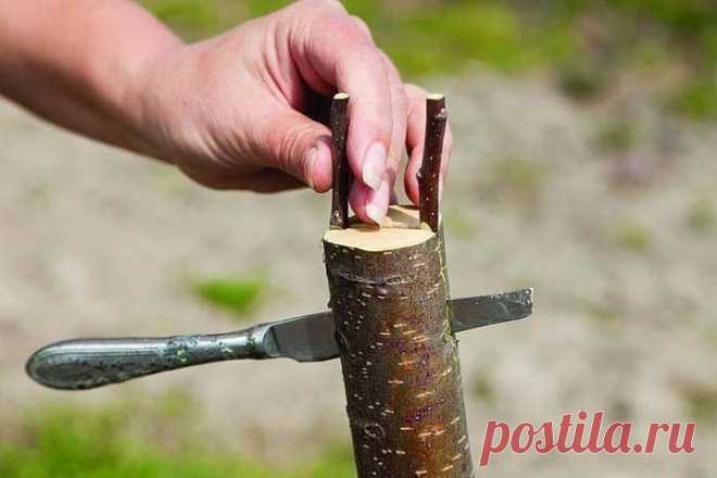 Прививка в расщеп
