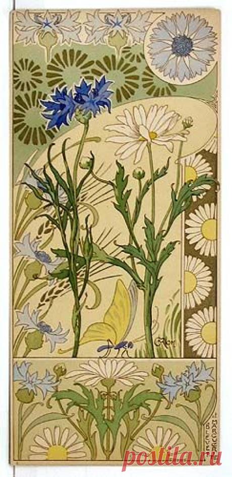 (723) Riom - Etudes de fleurs, 1890's | Art nouveau