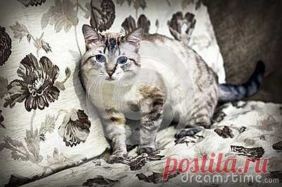 The Blue-eyed Cat Stock Photo - Image: 86008535