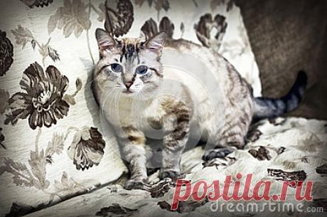 The Blue-eyed Cat Stock Photo - Image: 86008535