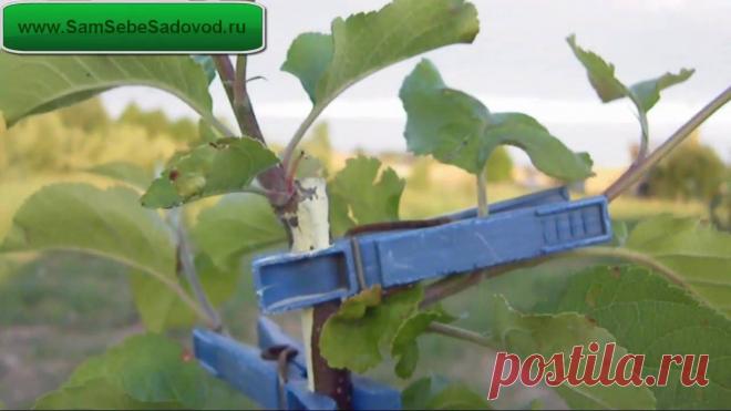 Прививка саженцев яблони.