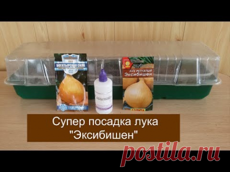 СУПЕР ПОСАДКА ЛУКА "ЭКСИБИШЕН"