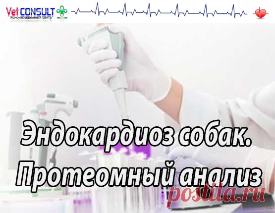Эндокардиоз клапана. Протеомические профили в сыворотке крови собак породы Кавалер Кинг Чарльз Спаниель с эндокардиозом клапана