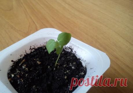 Как вырастить розу из семян