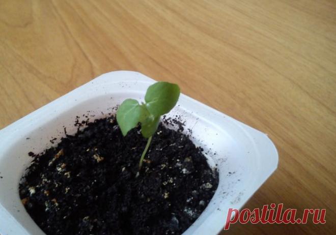 Как вырастить розу из семян