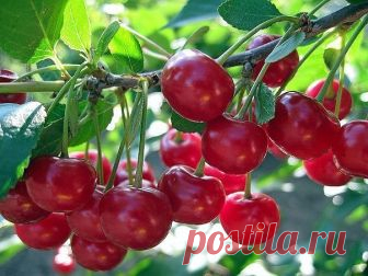 Чем подкармливать вишню осенью? Подкормка весной – зола, по литровой банке, по влажной почве, по периметру кроны, 1 столовая ложка мочевины и 2 столовые ложки бесхлорного калия (при подкормке хлористым калием сбросит листья) на 10 л воды (не менее 3 – 4 ведер на растение)...