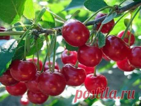 Чем подкармливать вишню осенью? Подкормка весной – зола, по литровой банке, по влажной почве, по периметру кроны, 1 столовая ложка мочевины и 2 столовые ложки бесхлорного калия (при подкормке хлористым калием сбросит листья) на 10 л воды (не менее 3 – 4 ведер на растение)...