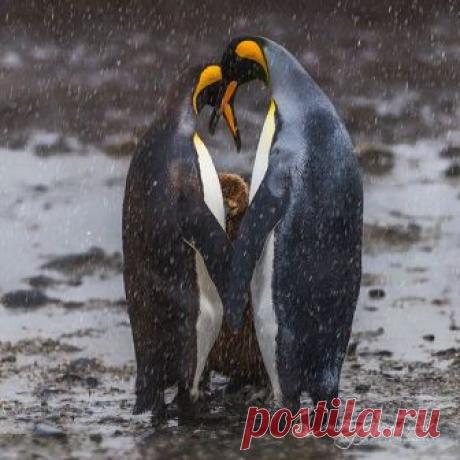 Parenthood. South Georgia.
.
.
@d.arkhipov .
.
#pinguin #southgeorgia #natgeo #parents #birds #antarctica #atlantic .
.