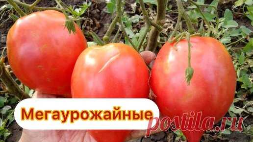 Любимые сорта томатов, обязательно посажу в 2024 году, урожайные, ничем не болеют. | Огород с Вероникой | Дзен